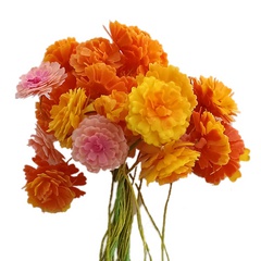 Image of <b>NEW:</b> Zinnia stencils